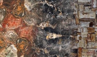 Petrified wood slab & surface collection