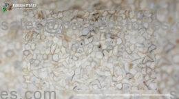 picture of white botswana agate slab, tiles & surface